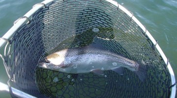 TIPS – HOW TO RECOGNIZE MATURE (SOON-TO-SPAWN) FEMALE TROUT