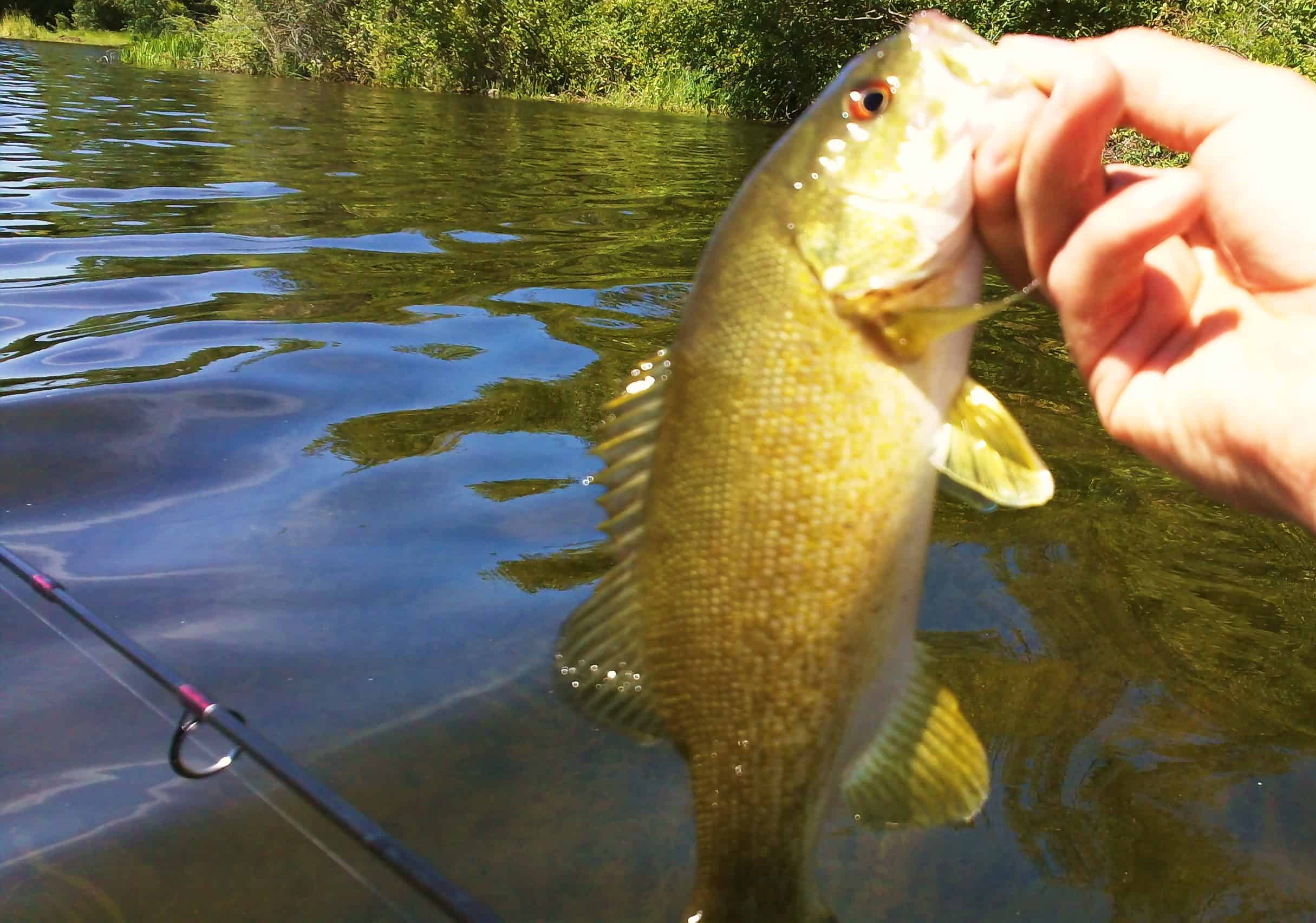 Shoreline Bass Fishing Vaseux Lake - BC Fishn