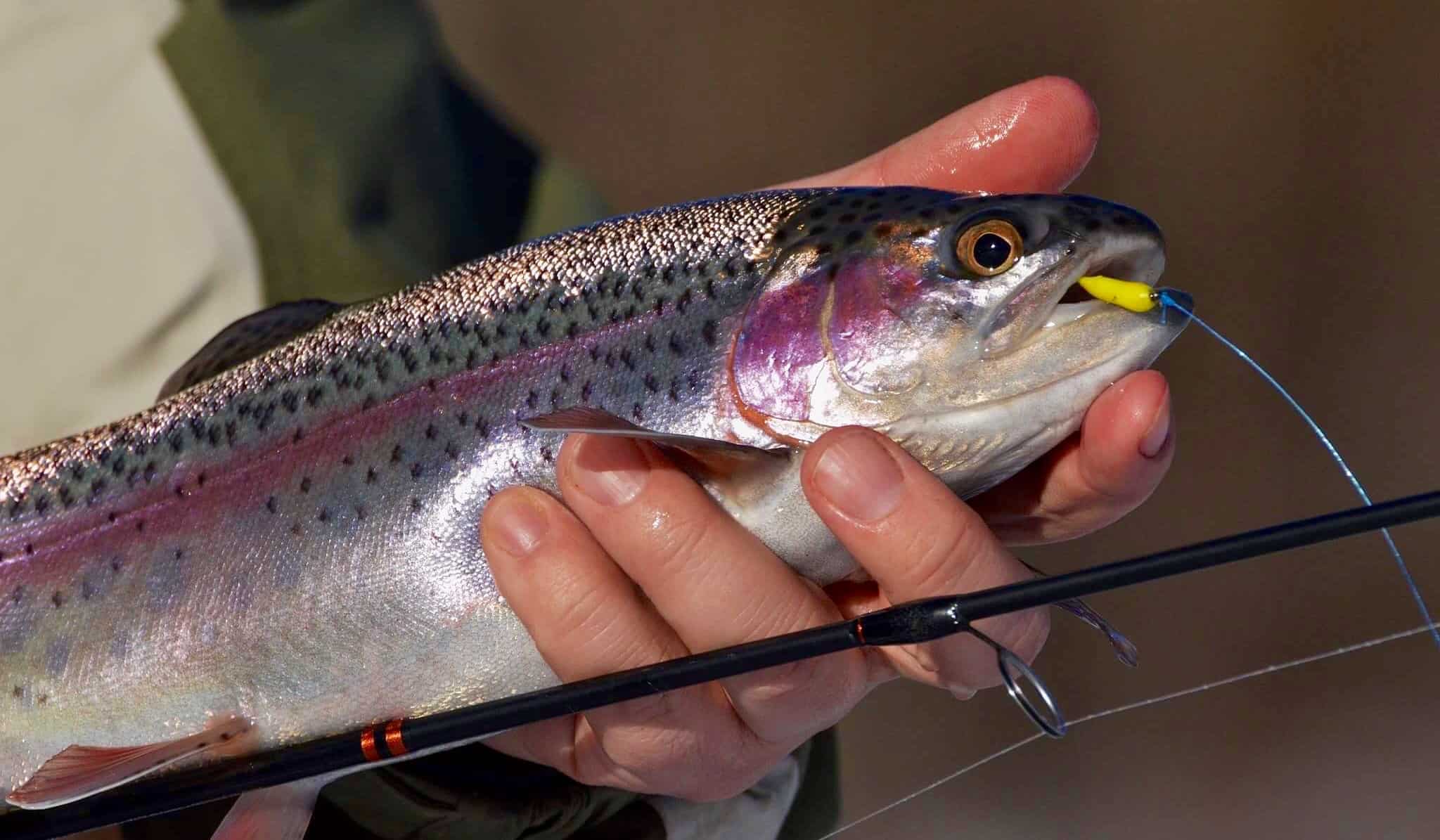 Basic Tactics for Ice Fishing Rainbow Trout - BC Fishn
