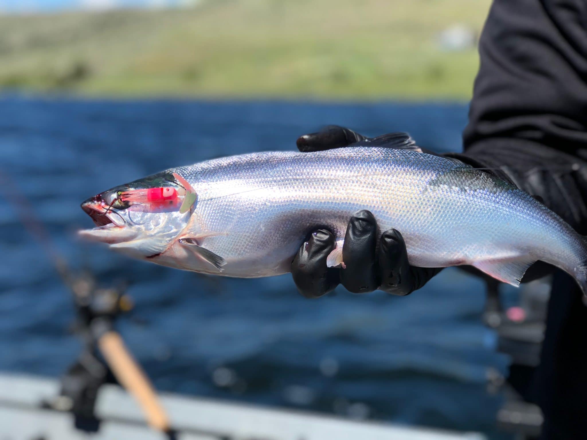 5 Tactics to Catch More Kokanee this Spring BC Fishn